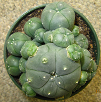 L.W. var. caespitosa 8 to 9cm